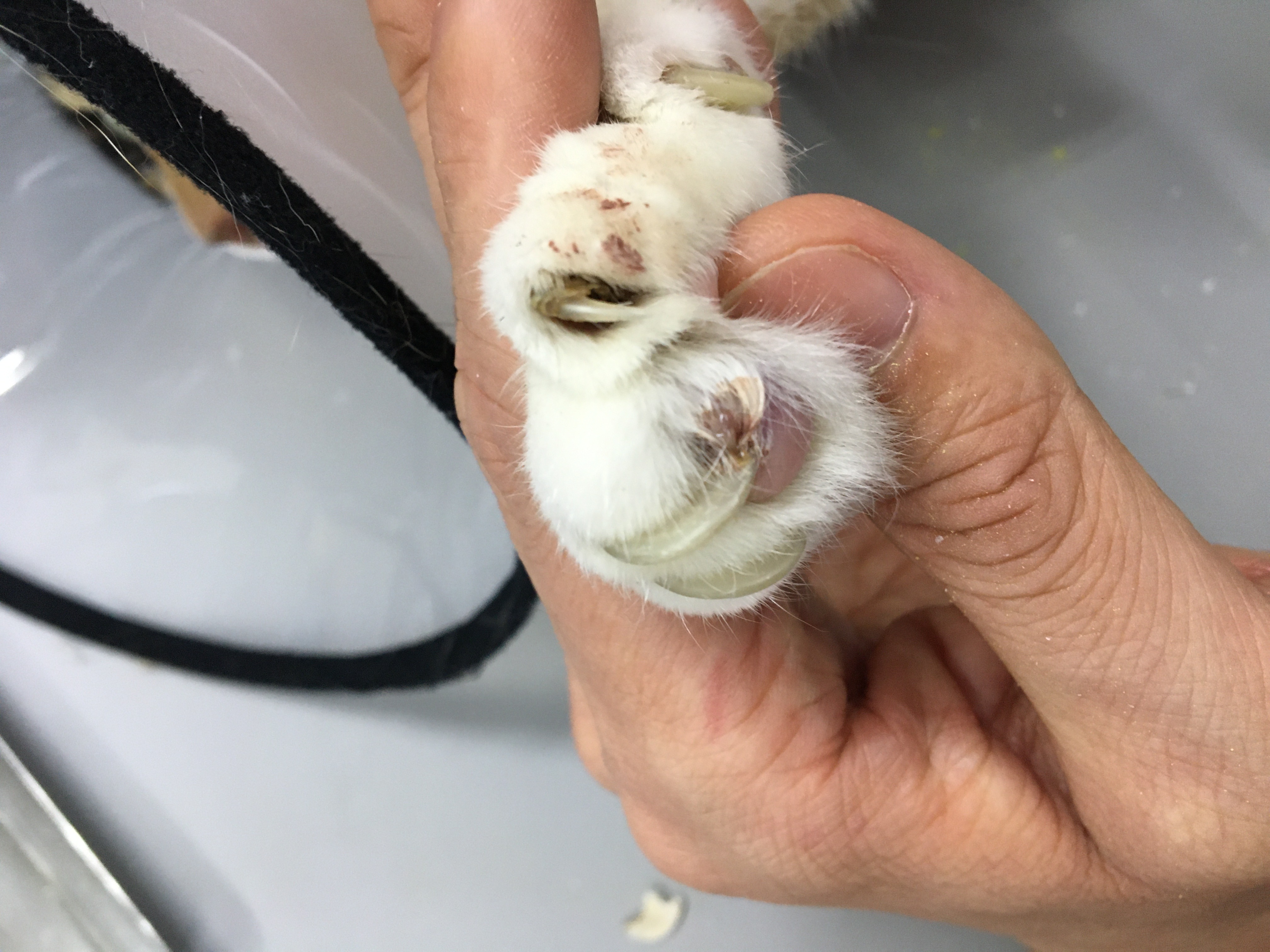 猫 巻き 爪